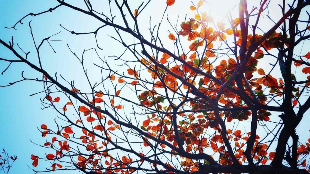 Branches with orange leaves against a bright blue sky and sunlight filtering through.