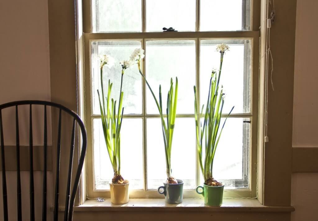 flowers window bright