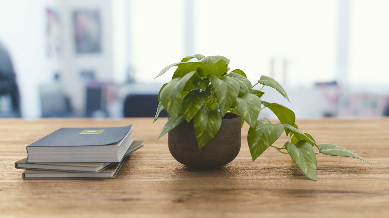 green plant and books on office desk