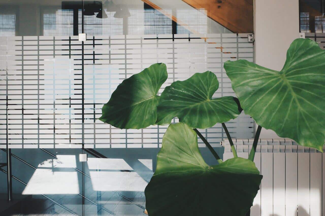 large leafy plant office decor