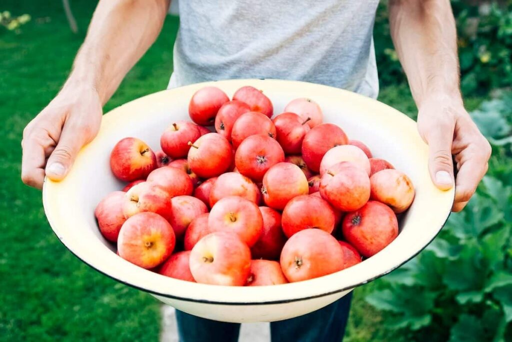A person holding a large white bowl filled with many red apples, standing outdoors on grass.