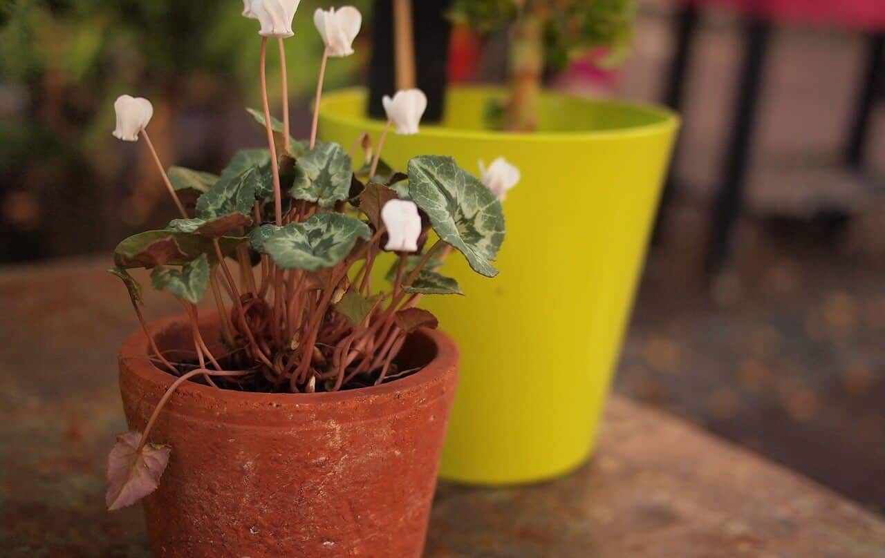 live plants office design live plants office design
