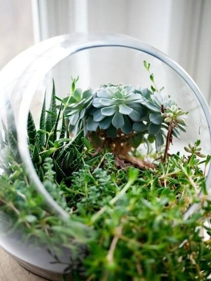 A terrarium with various succulents inside a glass container by a window.