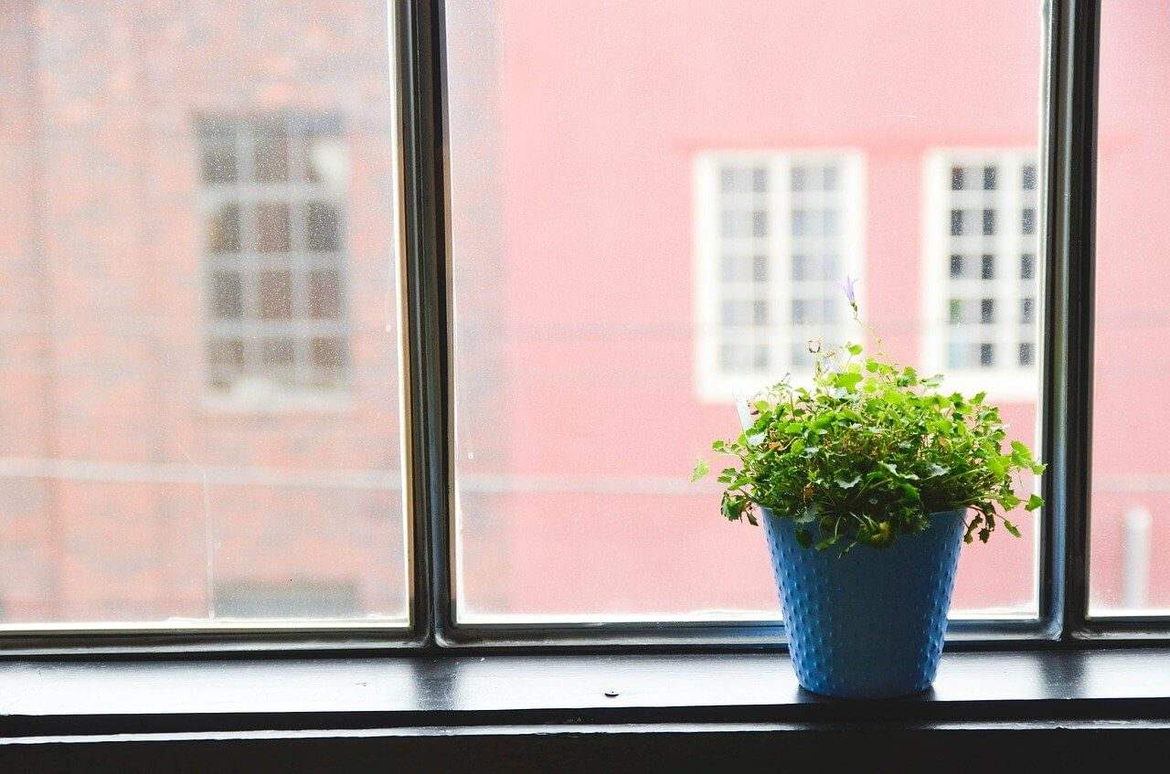 Potted plant in a blue pot on a windowsill with blurred brick building in the background.